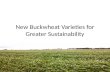 New Buckwheat Varieties for Greater Sustainability.