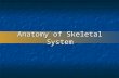 Anatomy of Skeletal System. SKELETAL SYSTEM COMPOSED OF: COMPOSED OF: -Bones -Bones -Cartilage -Cartilage -Joints -Joints -Ligaments -Ligaments.