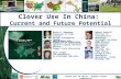 Clover Use In China – Oregon Clover Commission David B. Hannaway Professor of Crop Science Forage Information System Oregon State University Christopher.