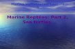Marine Reptiles: Part 2, Sea turtles Marine Vertebrates: Lecture 5.