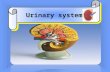 Urinary system 1. Anatomical structure The kidney present in the lower back of t the abdominal wall kidney ureter Urinary bladder urethra Adrenal gland.