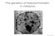 MCB 140 11/29/06 1 The genetics of heterochromatin in metazoa.