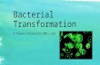 Bacterial Transformation A Towson University MDLL Lab.