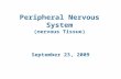 Peripheral Nervous System (nervous Tissue) September 23, 2009.