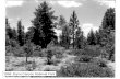 1958: Bryce Canyon National Park. 1970 1991 Vegetation dynamics Also known as plant succession –Sequence of compositional and structural vegetation.