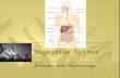 Digestive System Anatomy and Physiology. Functions of the Digestive System Mechanical and chemical breakdown of foods into forms that cell membranes can.