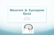 Neuron & Synapse Quiz SBI 4UI Mrs. Tuma. 1. What part of the neuron receives messages from other neurons? (a) axon (b) myelin (c) dendrite (d) Schwann.