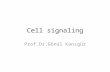 Cell signaling Prof.Dr.Gönül Kanıgür. Cell Signaling All cells receive and respond to signals from their surroundings Signaling molecules that are secreted.