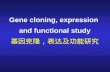 Gene cloning, expression and functional study 基因克隆，表达及功能研究.