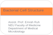 Assist. Prof. Emrah Ruh NEU Faculty of Medicine Department of Medical Microbiology Bacterial Cell Structure.