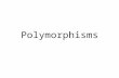 Polymorphisms. Monomorphism: Section of DNA where the nucleotide sequence is the same for everyone in the population. Polymorphism: Section of DNA with.