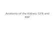 Anatomy of the Kidney, GFR and RBF. Learning Objectives Know the basic anatomy of the kidney and nephron. Know how urine is transported to the bladder.