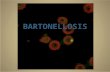 BARTONELLOSIS. Bartonella spp. Fastidious genus of hemotropic organisms Small, curved, gram-negative bacteria Long-lasting intraerythrocytic bacteremia.