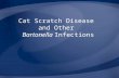 Cat Scratch Disease and Other Bartonella Infections.