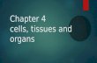Chapter 4 cells, tissues and organs. Objectives  Explain the importance of cells and their function in the horse  Identify the parts and organelles.