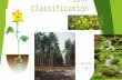 Plant Classification Mrs. McIntosh 2014. How are plants classified? 1. By how they transport (move) water 2. By how they reproduce.