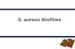 S. aureus Biofilms. Staphylococcus aureus ALL STAPHYLOCOCCI are:ALL STAPHYLOCOCCI are: 1. Gram-positive 1. Gram-positive 2. Cocci 2. Cocci 3. Clusters.