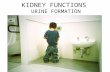 KIDNEY FUNCTIONS URINE FORMATION. Learning Outcomes: Describe the function of each section of the nephron Describe the process of urine formation Describe.