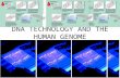 DNA TECHNOLOGY AND THE HUMAN GENOME. MOST DNA TECHNOLOGY IS NATURALLY OCCURING PHENOMENA THAT WE MANIPULATE TO SERVE OUR CURIOUSITY AND INTEREST – BACTERIAL.