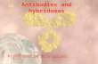 Antibodies and hybridomas Presented by Nis giladi.