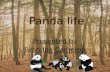 Panda life Presented by Brandon Cameron Presented by Brandon Cameron.