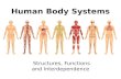 Human Body Systems Structures, Functions and Interdependence.