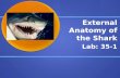 External Anatomy of the Shark Lab: 35-1. How is a shark different from bony fish? The main difference between the two groups is what defines them, the.