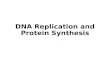DNA Replication and Protein Synthesis. DNA Replication.