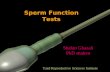 Sperm Function Tests Shahin Ghazali PhD student Yazd Reproductive Sciences Institute.