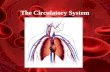 The Circulatory System. Functions of the Circulatory System Stabilizes body temperature and pH to maintain homeostasis An organ system which distributes.