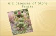 6.2 Diseases of Stone Fruits. PEACH AND NECTARINE –ANTHRACNOSE –BACTERIAL SPOT Xanthomonas pruniXanthomonas pruni –BROWN ROT Monilinia fructicolaMonilinia.
