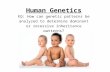Human Genetics EQ: How can genetic patterns be analyzed to determine dominant or recessive inheritance patterns?