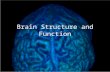 Brain Structure and Function. “If the human brain were so simple that we could understand it, we would be so simple that we couldn’t” -Emerson Pugh, The.