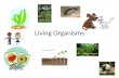 Living Organisms. What we Know About Organisms What are some living organisms? How are they alike and different?