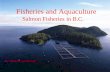 Fisheries and Aquaculture Salmon Fisheries in B.C. By: Amanda and Jennifer.