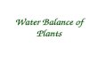 Water Balance of Plants. Water balance of plants Earths atmosphere presents problems to plants –The atmosphere is a source of CO 2 Required for photosynthesis.