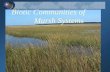 Biotic Communities of Marsh Systems Fresh/Saltwater Systems Freshwater marsh  0.5-5.0 ppt (between oligohaline zone and non-tidal freshwater) Saltwater.