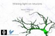 Shining light on neurons Adrian Negrean 17/04/09.