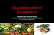 Regulation of Iron Metabolism Harnish and Hariom Yadav NATIONAL AGRI FOOD BIOTECHNOLOGY INSTITUTE,MOHALI Email: yadavhariom@gmail.comyadavhariom@gmail.com.