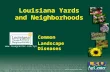 Louisiana Yards and Neighborhoods Common Landscape Diseases Common Landscape Diseases .