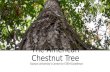 The American Chestnut Tree Towson University’s Center for STEM Excellence dakotafire.net.