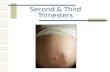 Second & Third Trimesters. Second Trimester Physically the easiest trimester for the mom Weeks 14-27, Months 4-6.