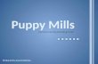 Puppy Mills Produced by Acacia Meehan Commercial Dog Breeding in NZ.