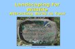 Landscaping for Wildlife Attracting Birds to Your Backyard Photo by Mark Hostetler.