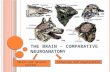 T HE B RAIN – C OMPARATIVE N EUROANATOMY (Brain and nervous system)Structure and organization.