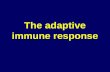 The adaptive immune response. Adaptive immune system The adaptive immune response is different from the innate immune response in that it has specificity.