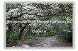 Temperate Hardwood Hammocks Chapter 6. Hardwoods Hardwoods – broad-leafed flowering trees, usually deciduous Softwoods – cone-bearing trees; have needles,