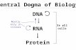DNA RNA Protein Central Dogma of Biology Mostly only in viruses In all cells.