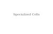 Specialized Cells. A multi-cellular organism has levels of organization. All cells, tissues, and organs have specific functions. Specific functions requires.