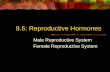 8.5: Reproductive Hormones Male Reproductive System Female Reproductive System